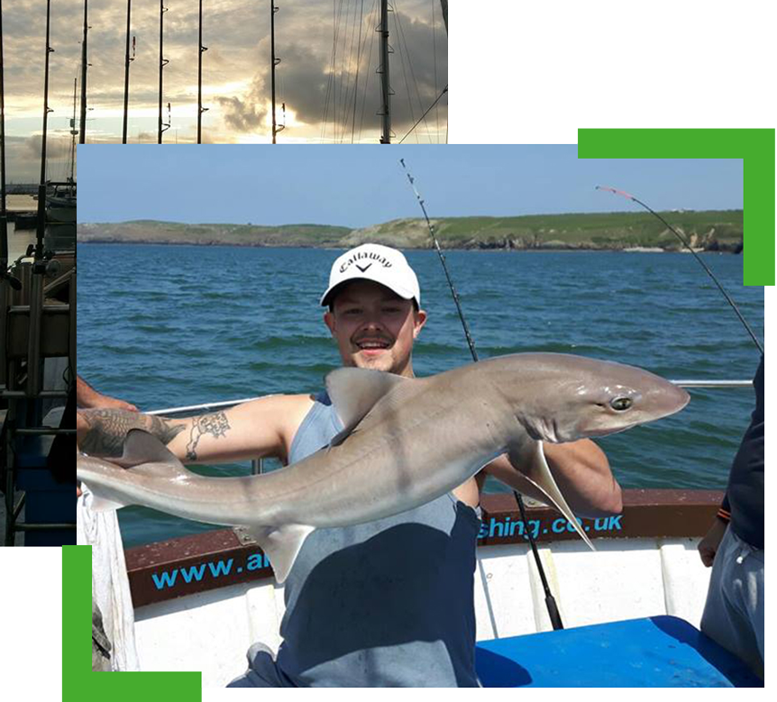 smoothhound